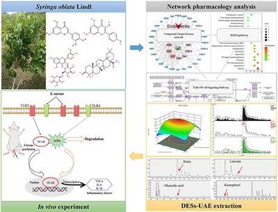 Active components and molecular mechanism of Syringa oblata Lindl. in the treatment of endometritis based on pharmacology network prediction